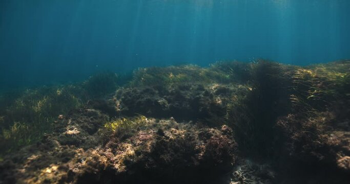 Tropical corals in transparent blue ocean. Ocean beackground