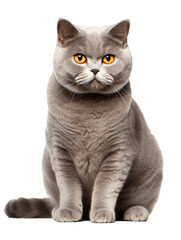 Obraz premium British Shorthair cat Clipart