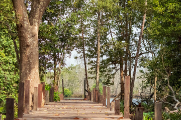 The view of the entrance to Panrita Lopi beach has mangrove and pine trees around it.