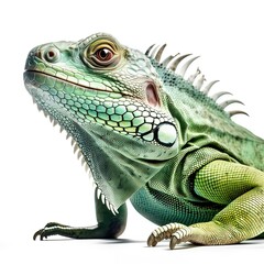 Obraz premium Green Iguana