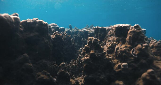 Tropical corals in transparent blue ocean. Ocean beackground