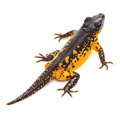 Great crested newt Triturus cristatus