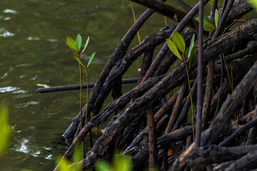 Closeup photo of mangrove roots on Panrita Lopi beach.