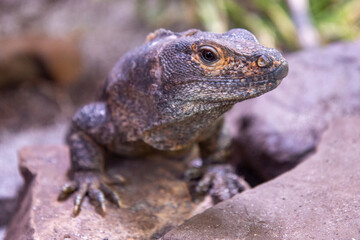 black iguana also black ctenosaur also black spiny-tailed iguana (in german Gemeiner Schwarzleguan) Ctenosaura similis