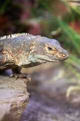 black iguana also black ctenosaur also black spiny-tailed iguana (in german Gemeiner Schwarzleguan) Ctenosaura similis