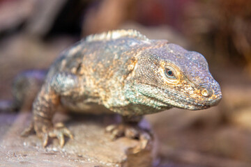 black iguana also black ctenosaur also black spiny-tailed iguana (in german Gemeiner Schwarzleguan) Ctenosaura similis