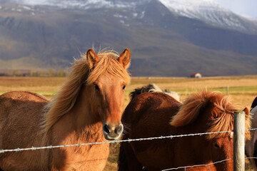 Icelandic horses on a pasture, high mountains in the background. One horse is looking at the camera. 