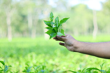 Fototapeta na wymiar Fresh tea leaves holding on hand
