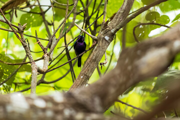 A Kedasi bird (Bird Surniculus lugubris) on a tree with dense green leaves in the background.