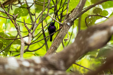 A Kedasi bird (Bird Surniculus lugubris) on a tree with dense green leaves in the background.