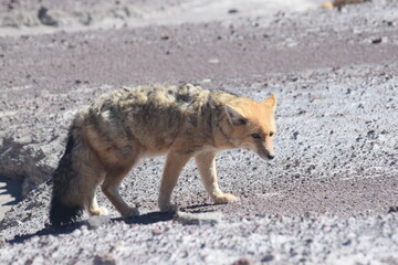 Raposa Atacama Chile