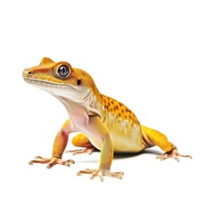Komodo Island Gecko