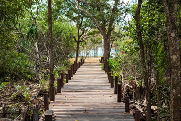 Fototapeta premium The view of the entrance to Panrita Lopi beach has mangrove and pine trees around it.