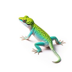 Fototapeta premium Madagascar Day Gecko