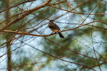 A Sooty-headed bulbul on a pine tree against a backdrop of a clear blue sky with beautiful thin clouds.
