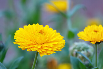 Big yellow calendulas are blooming in the summer garden.