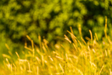 Yellow and green out of focus background.