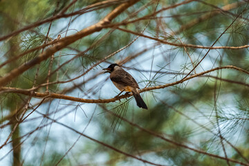 A Sooty-headed bulbul on a pine tree against a backdrop of a clear blue sky with beautiful thin clouds.