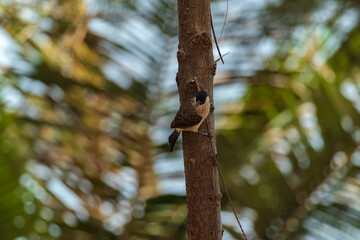 A Sooty-headed bulbul on a pine tree against a backdrop of a clear blue sky with beautiful thin clouds.