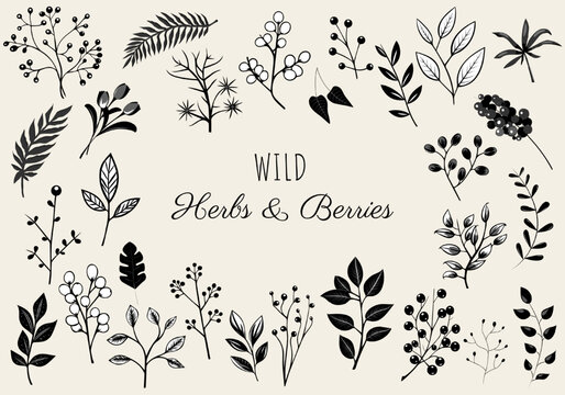 Wild herbs and berries, floral elements set. Monochrome botanical illustration. Hand drawn isolated plants.