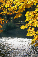 autumn leaves over the water