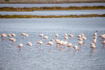 Naklejka premium A group of flamingos in a lake at the Ebro delta in Spain