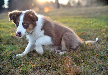 Lively australian shepherd puppy on meadow at sunset time, shallow DOF - soft focus