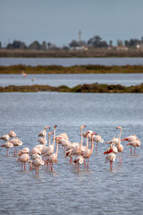 A group of flamingos in a lake at the Ebro delta in Spain
