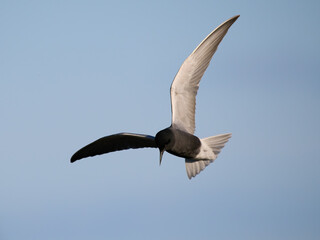 Black tern (Chlidonias niger)