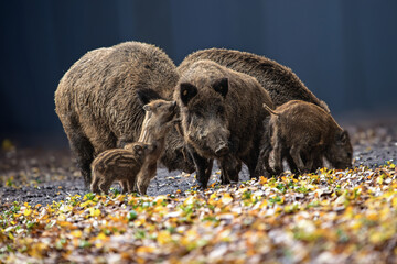 Wildschwein-Familie im Herbstwald - obrazy, fototapety, plakaty