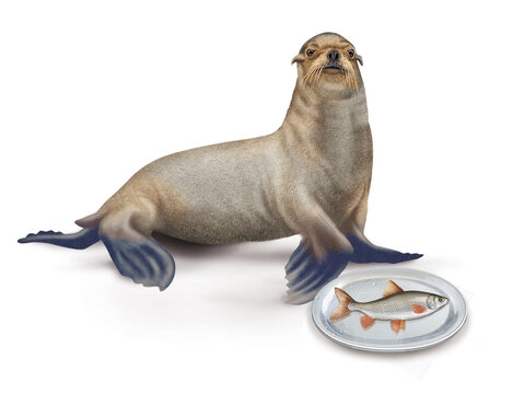 lion de mer, poisson, vandoise,  faune, mammif&egrave;re, brun, mer, fond blanc, plateau, poisson, manger, frais, 
