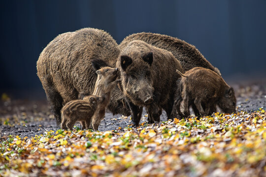 Wildschwein-Familie im Herbstwald