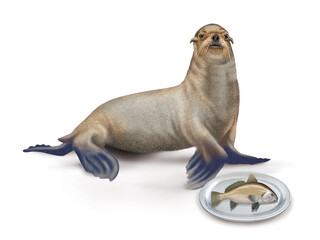 Fototapeta premium lion de mer, poisson, vieille, faune, mammifère, brun, mer, fond blanc, plateau, poisson, manger, frais, 