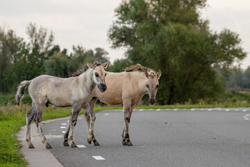 A couple of konik horses in the Netherlands © Robin