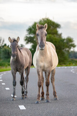A couple of konik horses in the Netherlands © Robin
