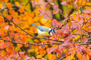 Blue tit on a branch