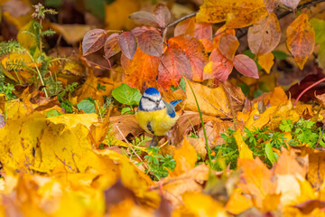 Blue tit on the ground
