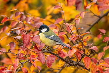 Great tit in a tree