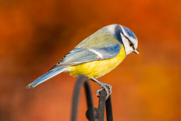Obraz premium Blue tit in a garden