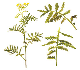 Hand drawn plants on white background