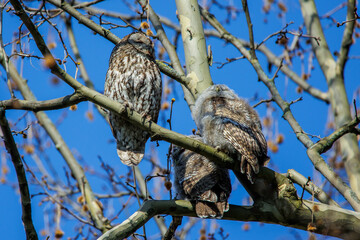 Waldkauz (Strix aluco)