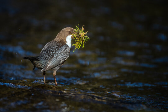 Wasseramsel (Cinclus cinclus)