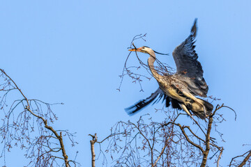 Graureiher (Ardea cinerea) holt Nistmaterial