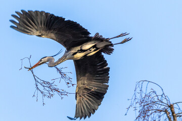 Graureiher (Ardea cinerea) holt Nistmaterial