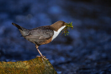 Wasseramsel (Cinclus cinclus)