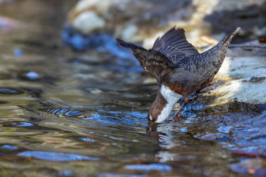 Wasseramsel (Cinclus cinclus)