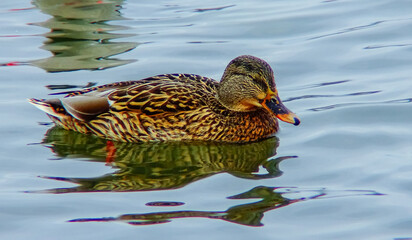 The mallard (Anas platyrhynchos) is a dabbling duck, the bird is resting in the water