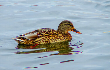 The mallard (Anas platyrhynchos) is a dabbling duck, the bird is resting in the water
