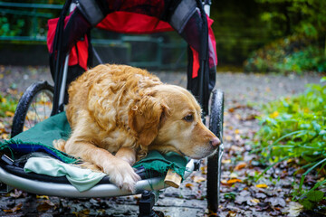 Dog stroller buggy with Golden Retriever recovering from leg injury but still enjoying country walks