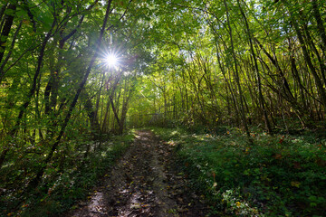 Fototapeta na wymiar Forest path in Verdilly forest. Hauts-De-France region